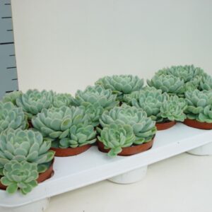 Echeveria elegans
(12 Plants/Order)(11cmP 10cmH)