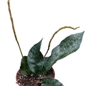 other plants Tectaria Hilocarpa
(14 Plants/Order)(8cmP 12cmH)