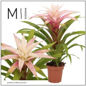 Guzmania Deseo Magical white 12 cm Mimesis
(10 Plants/Order)(12cmP 42cmH)