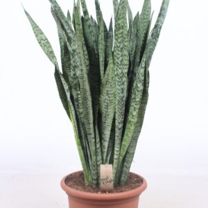 Sansevieria zeylanica Sansevieria zeylanica
(1 Plants/Order)(35cmP 110cmH)