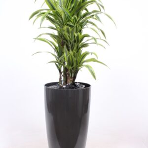 Dracaena Lemon Lime "in Santorini Pot ""antraciet"""
(1 Plants/Order)(33cmP 140cmH)