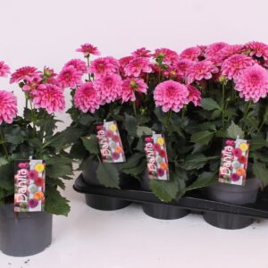 Dahlia Labella Grande Dark Pink XL 17 CM
(6 Plants/Order)(17cmP 40cmH)