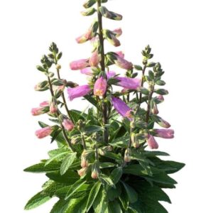 Digitalis Pink Panther
(1 Plants/Order)(17cmP 35cmH)