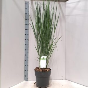 Panicum virgatum Northwind'
(1 Plants/Order)(29cmP 150cmH)