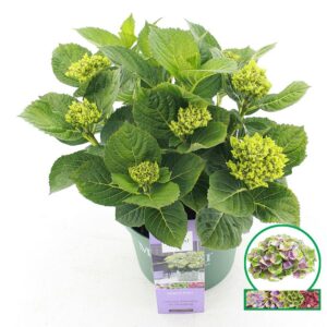 Hydrangea macrophylla other Magical® 'Jewel'® blue C5 (23cm.) Kn.
(1 Plants/Order)(23cmP 45cmH)