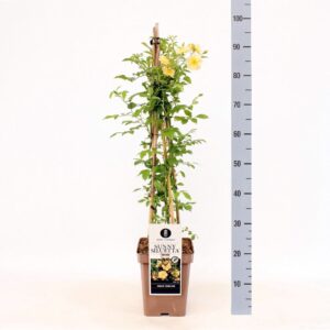 Rosa Rambler Sunny Siluetta C5, 4 stok 90cm
(1 Plants/Order)(23cmP 70cmH)