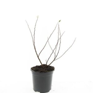 Spiraea betulifolia Island'
(8 Plants/Order)(14cmP 10cmH)