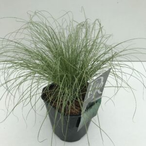 Carex comans Frosted Curls Carex 'Frosted Curls'
(6 Plants/Order)(17cmP 30cmH)