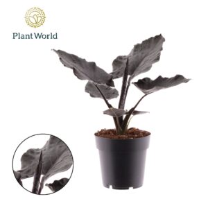 Alocasia Antoro Velvet
(6 Plants/Order)(14cmP 30cmH)