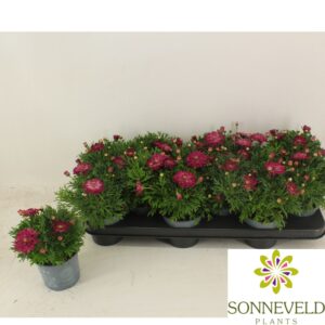 Argyranthemum La Rita Purple Red Argyranthemum frutescens La Rita Purple Red
(12 Plants/Order)(10.5cmP 23cmH)
