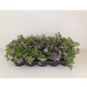Callie Double Light Blue Calibrachoa Doubble light blue
(10 Plants/Order)(12cmP 22cmH)