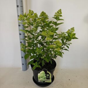 Hydrangea paniculata Limelight (kopie)
(1 Plants/Order)(29cmP 80cmH)