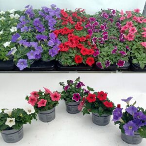 Petunia gem mixlaag kleur/tray
(8 Plants/Order)(12cmP 20cmH)