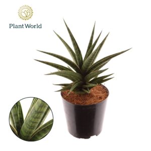 Sansevieria other Blue Dancing Queen
(10 Plants/Order)(12cmP 30cmH)