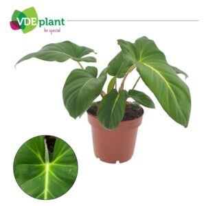 Adelonema crinipes
(8 Plants/Order)(12cmP 25cmH)