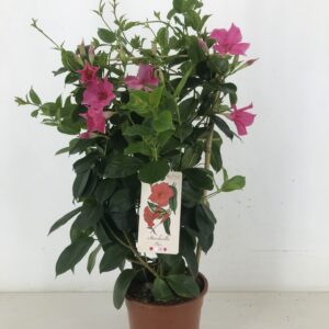 Mandevilla sanderi Rio Elegant Cora p19 Pink Rack
(1 Plants/Order)(19cmP 65cmH)
