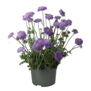 Scabiosa Scabiosa Columbaria
(6 Plants/Order)(17cmP 35cmH)