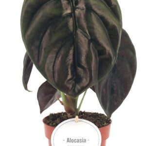 Alocasia Red Secret
(8 Plants/Order)(12cmP 30cmH)