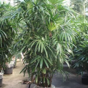 Rhapis excelsa
(1 Plants/Order)(40cmP 230cmH)