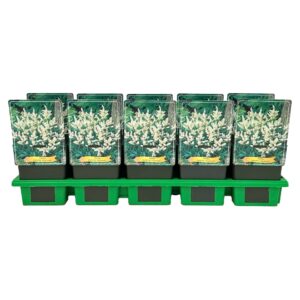 Astilbe Gladstone japonica P11
(10 Plants/Order)(11cmP 25cmH)