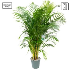 Chrysalidocarpus Areca Dypsis Lutescens
(1 Plants/Order)(27cmP 140cmH)