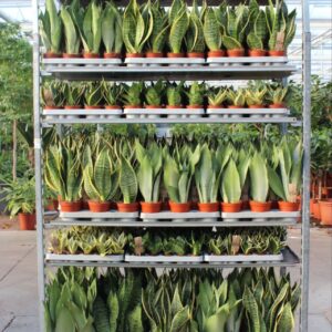 Sansevieria "Mixkar ""Rough Tough"""
(1 Plants/Order)(5cmP 999cmH)