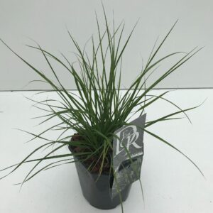 Pennisetum alopecuroides Hameln
(6 Plants/Order)(17cmP 30cmH)