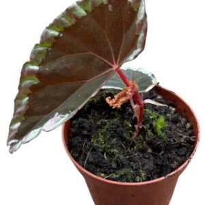 Begonia Baramensis
(14 Plants/Order)(8cmP 12cmH)