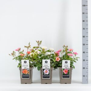 Rosa pink Classics Persica mix, C5
(1 Plants/Order)(23cmP 35cmH)