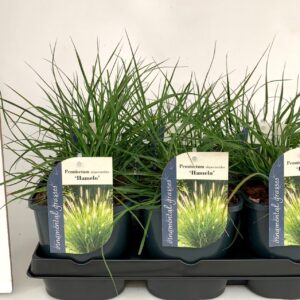 Pennisetum alopecuroides Hameln
(6 Plants/Order)(17cmP 15cmH)