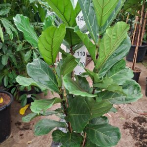 Ficus lyrata toef 160
(1 Plants/Order)(30cmP 160cmH)