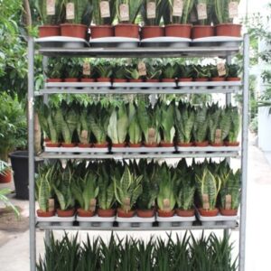Sansevieria mixkar Rough&Tough
(1 Plants/Order)(5cmP 999cmH)