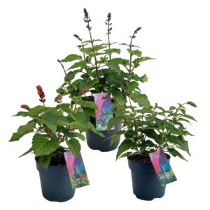 Salvia Salgoon mixed p17 (NL)
(6 Plants/Order)(17cmP 55cmH)