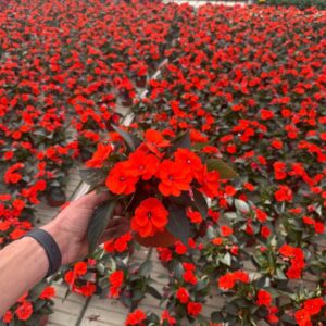 Impatiens Sunpatiens Compact Orange
(8 Plants/Order)(13cmP 25cmH)