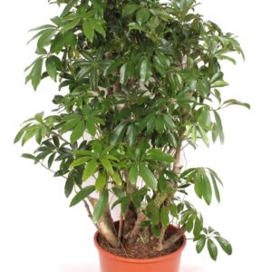 Schefflera Compacta arboricola
(1 Plants/Order)(30cmP 130cmH)