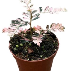 other plants Phyllanthus Urinaria Variegata
(14 Plants/Order)(8cmP 15cmH)