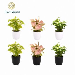 Syngonium mix 7 cm in Sara Black White
(16 Plants/Order)(7cmP 15cmH)