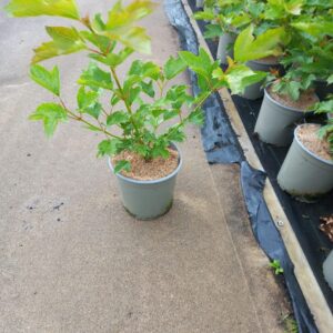 Viburnum Compactum opulus
(1 Plants/Order)(17cmP 50cmH)