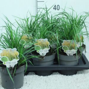 Calamagrostis x Karl Foerster acutiflora P17
(6 Plants/Order)(17cmP 40cmH)