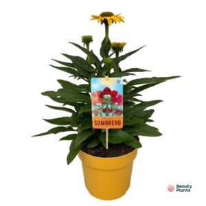 Echinacea Sombrero Lemon Yellow Compact
(1 Plants/Order)(17cmP 50cmH)