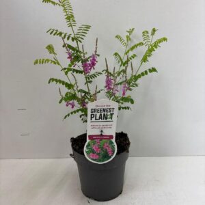 Indigofera heterantha Gera
(1 Plants/Order)(17cmP 50cmH)