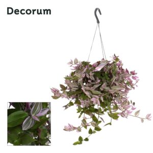 Tradescantia Pink Hill fluminensis
(6 Plants/Order)(17cmP 35cmH)