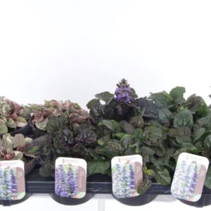 Ajuga reptans mix tray
(8 Plants/Order)(13cmP 20cmH)
