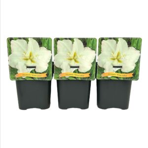 Iris ensata ‘White Ladies’ C5
(1 Plants/Order)(21cmP 35cmH)