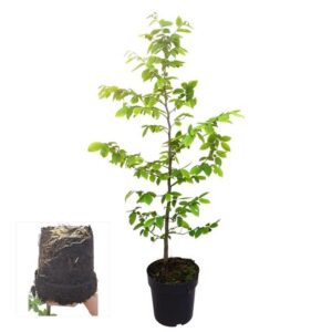 Carpinus betulus
(1 Plants/Order)(21cmP 100cmH)
