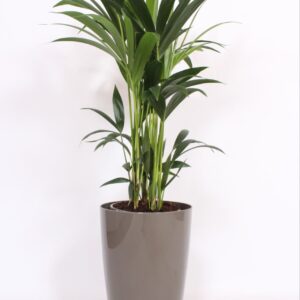 Howea forsteriana "in Santorini Pot ""taupe"""
(1 Plants/Order)(29cmP 120cmH)