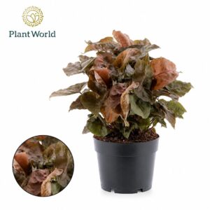 Syngonium Maria
(7 Plants/Order)(14cmP 20cmH)