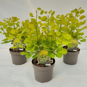 Cotinus Golden Spirit coggygria
(1 Plants/Order)(20cmP 45cmH)