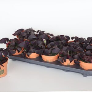 Oxalis triangularis subsp. triangul Oxalis Triangularis Look and taste
(10 Plants/Order)(12cmP 20cmH)