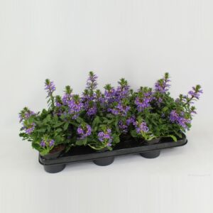 Scaevola Purple Haze Scaevola Purple Haze
(12 Plants/Order)(10.5cmP 20cmH)